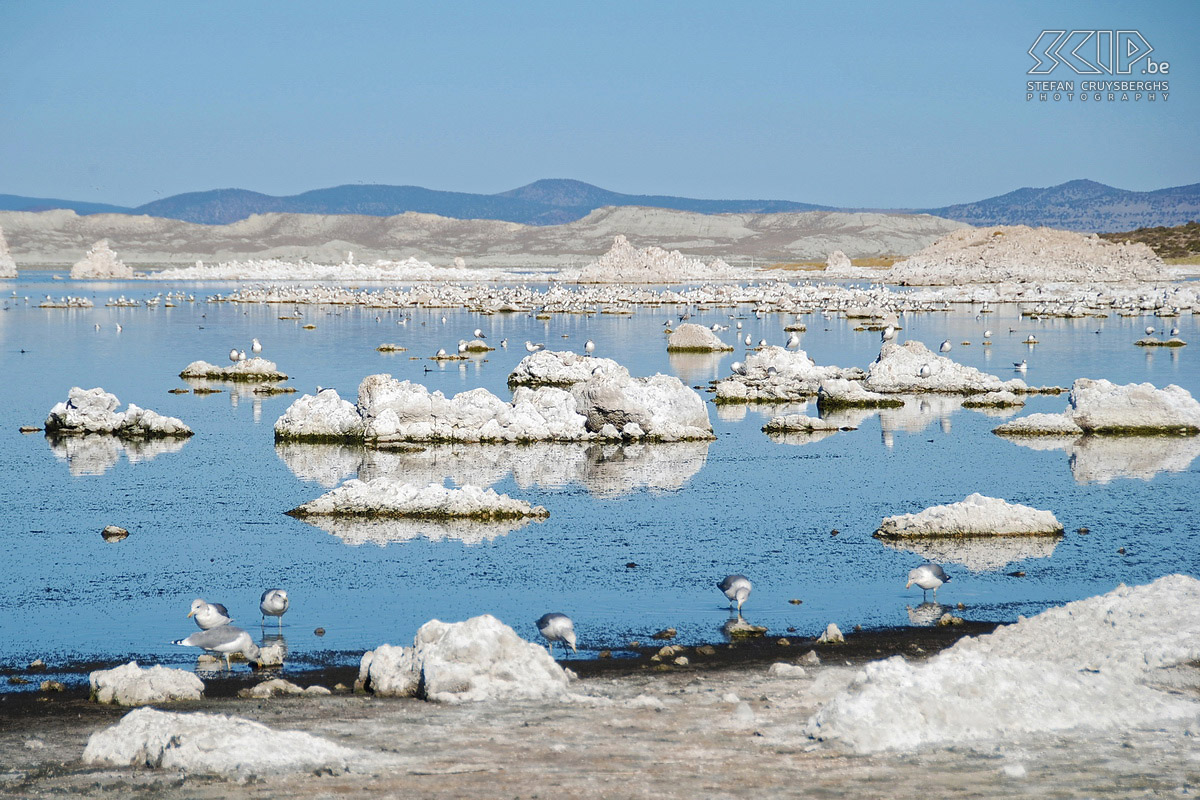 Mono Lake Mono Lake is a salt lake near Yosemite. Pillars of salt rise up from the water and they are well-attended by sea-gulls. Stefan Cruysberghs